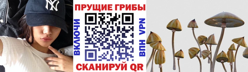 как найти закладки  гидра ONION  Псилоцибиновые грибы Psilocybe  Уссурийск 